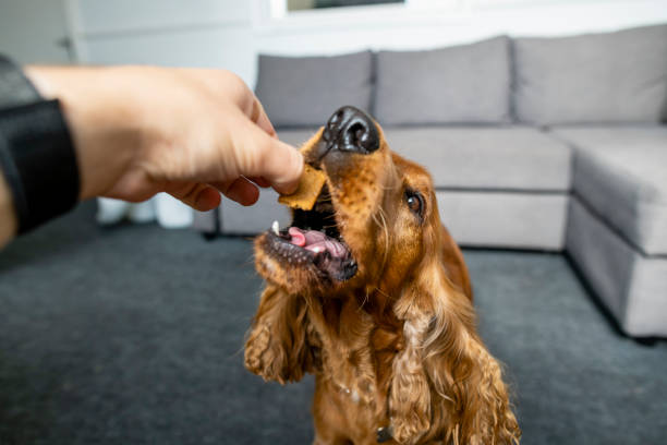 Treats For a Good Boy! A shot of a cute redhead cocker spaniel sitting on the carpet, he is biting a dog treat. dog biscuit photos stock pictures, royalty-free photos & images