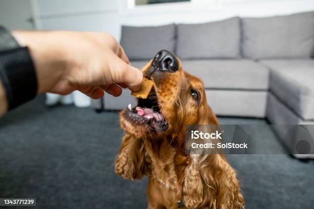 Treats For A Good Boy Stock Photo - Download Image Now - Dog Biscuit, Cocker Spaniel, Happiness