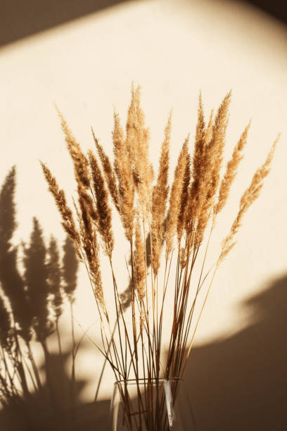 istock Dry spikelets, pampas grass, reed in vase 1343774267