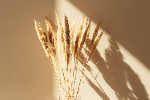 istock Dry spikelets, pampas grass, reed in vase 1343774571