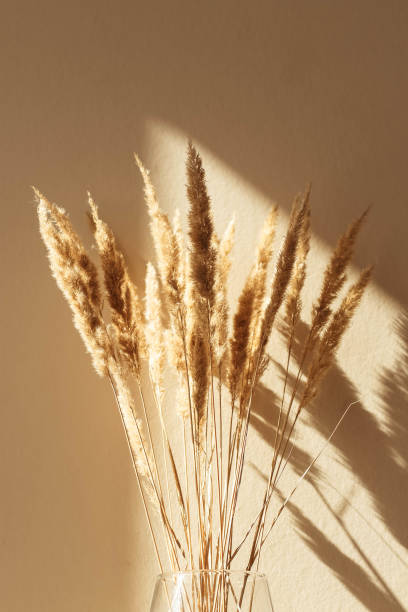 istock Dry spikelets, pampas grass, reed in vase 1343774575