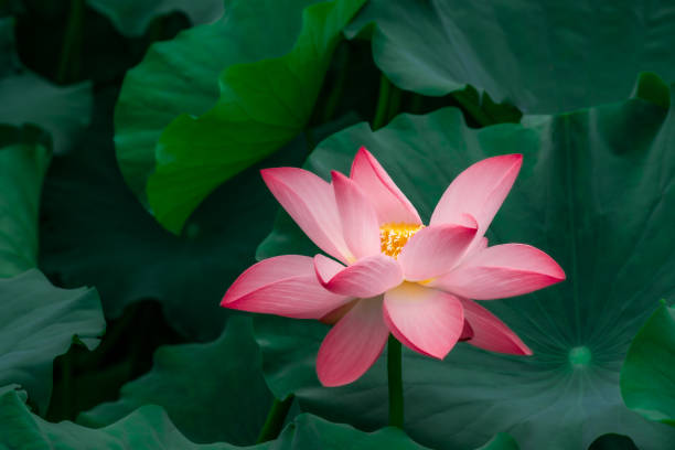 istock Pink blooming lotus and lotus leaf 1343774849