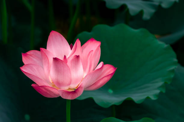 istock Pink blooming lotus and lotus leaf 1343775003