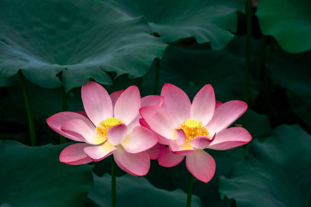 ピンクの咲く蓮と蓮の葉 - water lily 写真 ストックフォトと画像