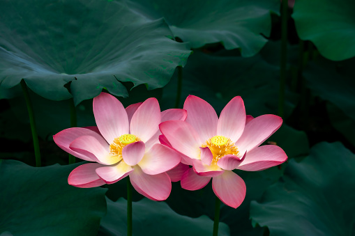 Pink blooming lotus and lotus leaf