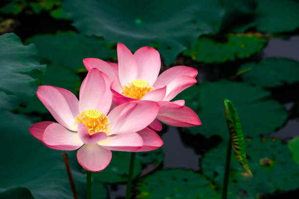 розовый цветущий лотос и лист лотоса - lotus root фотографии стоковые фото и изображения
