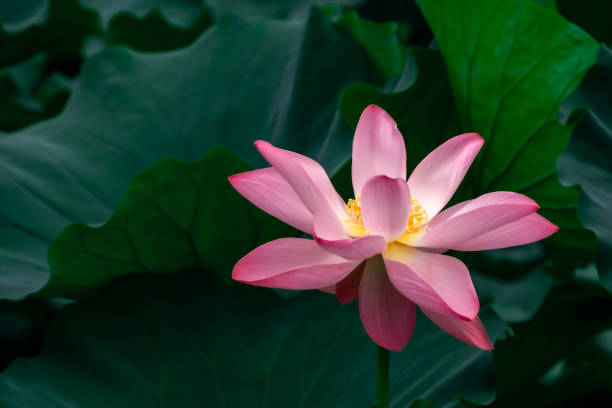 istock Pink blooming lotus and lotus leaf 1343775021