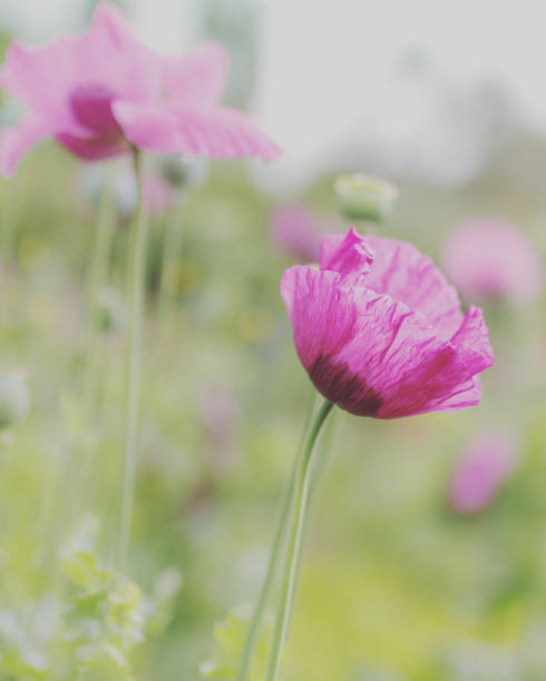 istock Poppies in the wild 1343777937