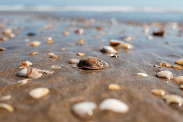 istock several shells on the sand of the beach 1343778264