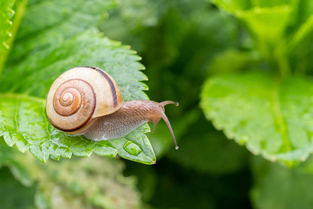 Japanese Insect With Shell 49,800+ Japanese Insects Stock Photos, Pictures & Royalty-Free Images ...