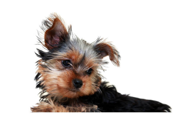 istock Funny Small Puppy On White 1343781136