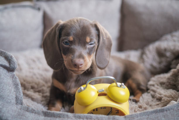 маленький забавный щенок таксы, играющий с желтым винтажным будильником - gnaw стоковые фото и изображения