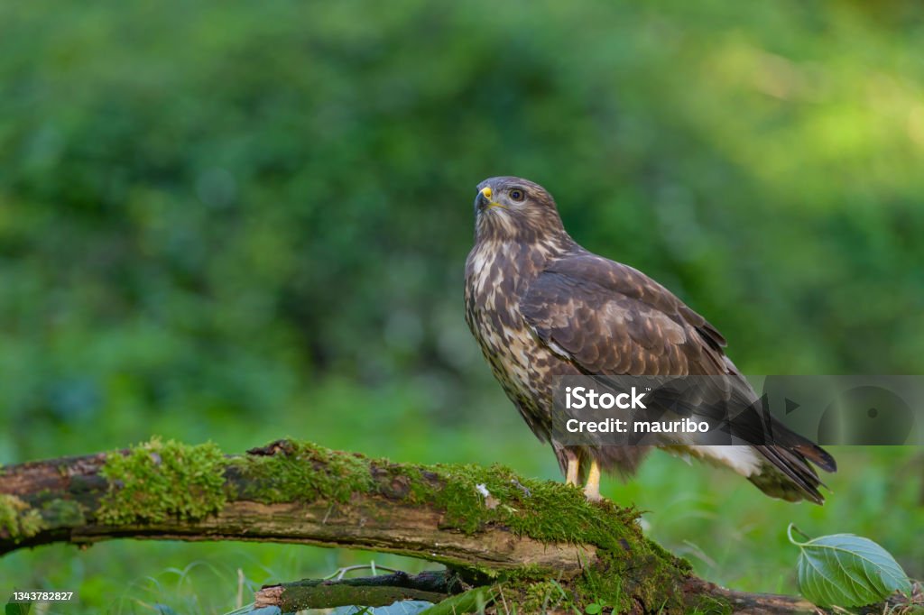 Eurasian buzzard (Buteo buteo) Hawk - Bird Stock Photo
