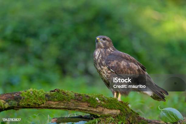 Eurasian Buzzard Stock Photo - Download Image Now - Hawk - Bird, Woodland, Animal