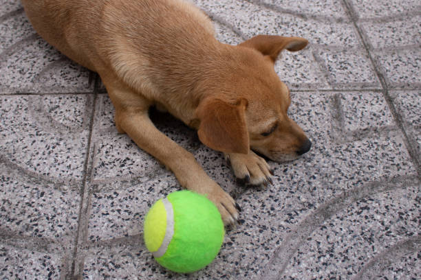 a jack russle terrior lays in the green grass with a ball while looking at the camera