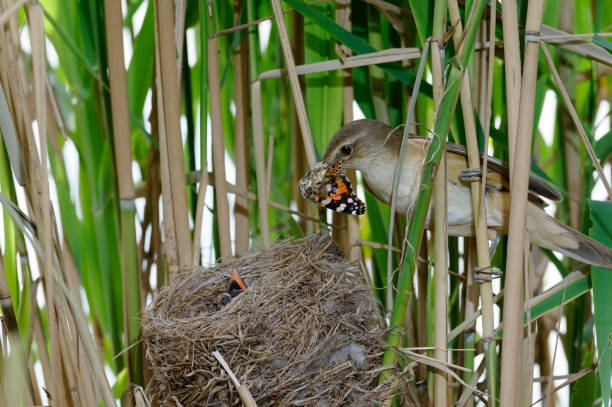 istock great reed warbler at nest (Acrocephalus arundinaceus) 1343782878