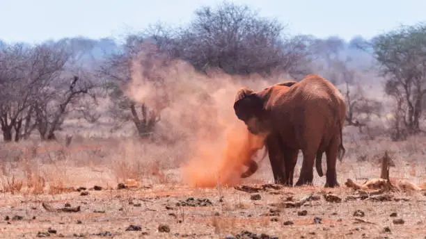 An Elephant dusting using soil