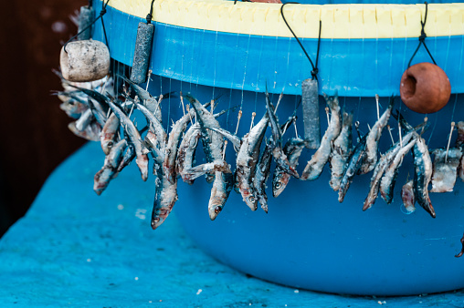 Sardines as a bait prepared on the longline for the traditional Croatian fishing on the Adriatic sea.