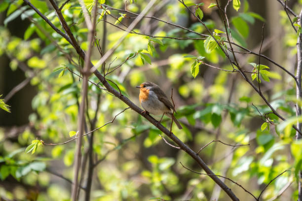 istock European Robin, Erithacus rubecula, song bird sits on tree in the spring forest or park 1343788311