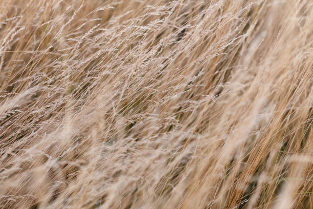 istock Wild dry grass in the autumn meadow 1343788418