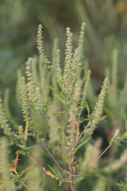 istock Ambrosia plant is blooming. Autumn time 1343788447