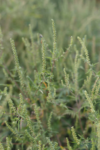 istock Ambrosia plant is blooming. Autumn time 1343789513