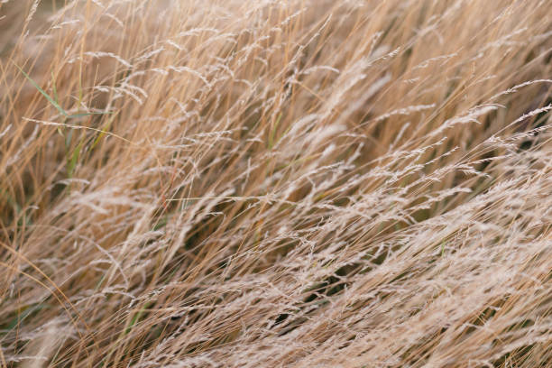 istock Wild dry grass in the autumn meadow 1343789525