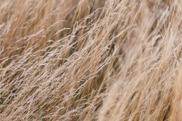 istock Wild dry grass in the autumn meadow 1343789535