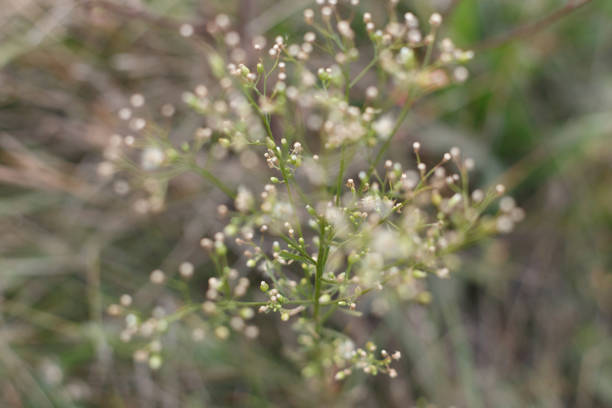 istock Wild plants in the autumn meadow 1343789582