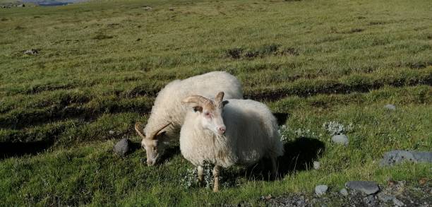 양 아이슬란드 - icelandic sheep 뉴스 사진 이미지