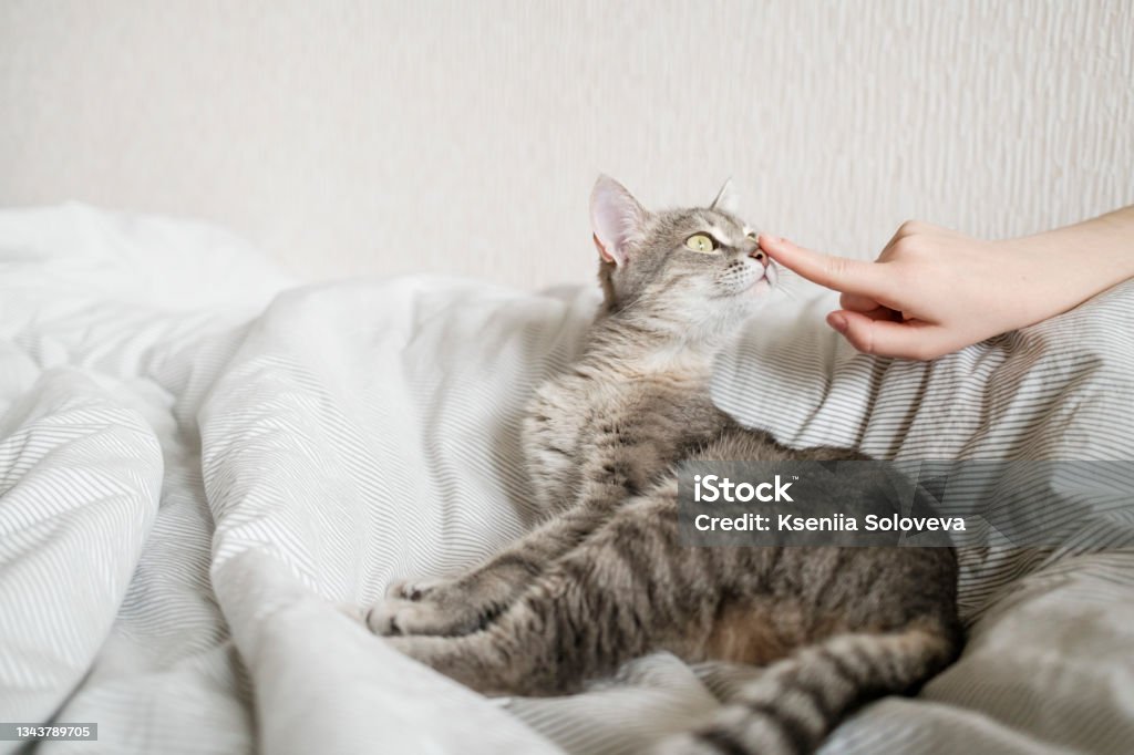 The hostess gently strokes her cat on the fur. The relationship between a cat and a person. The hostess gently strokes her cat on the fur. The relationship between a cat and a person. The gray striped cat lies in bed on the bed with woman's hand on a gray background. Adult Stock Photo