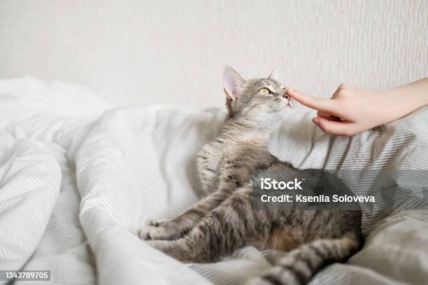 The Hostess Gently Strokes Her Cat On The Fur The Relationship Between A Cat And A Person Stock Photo - Download Image Now