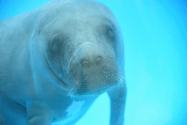 Baby Amazonian manatee or Trichechus inunguis stock photo