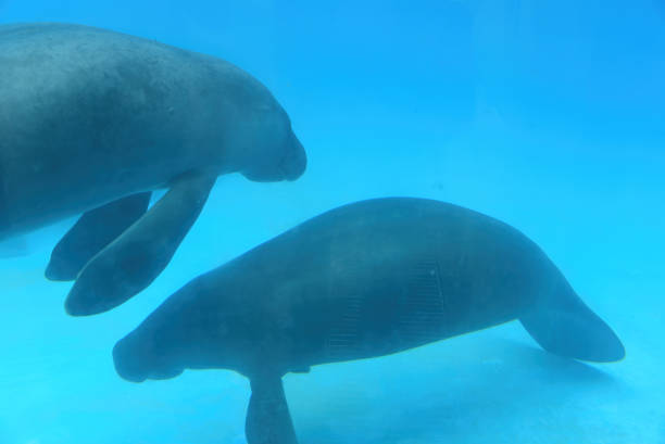 istock Baby Amazonian manatee or Trichechus inunguis 1343789725