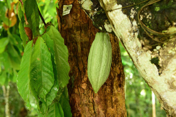 vagens de cacau verde unripe jovens na árvore - cocoa cocoa bean chocolate brazil - fotografias e filmes do acervo