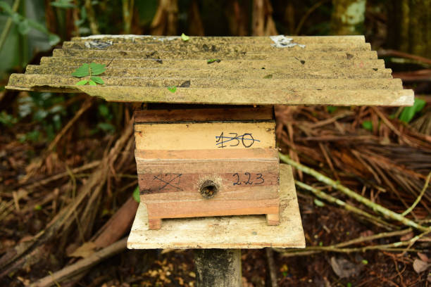 브라질 마누스의 양봉장에 있는 독이 없는 꿀벌, 아라푸아 또는 트리고나 스피니페. - stingless 뉴스 사진 이미지