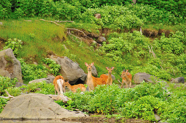 bambi and company (Sika deer) stock photo