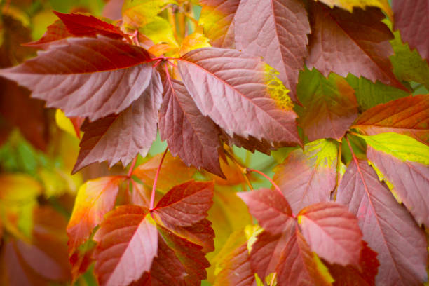 istock Crimson and yellow leaves. Autumn backgrounds. 1343790595