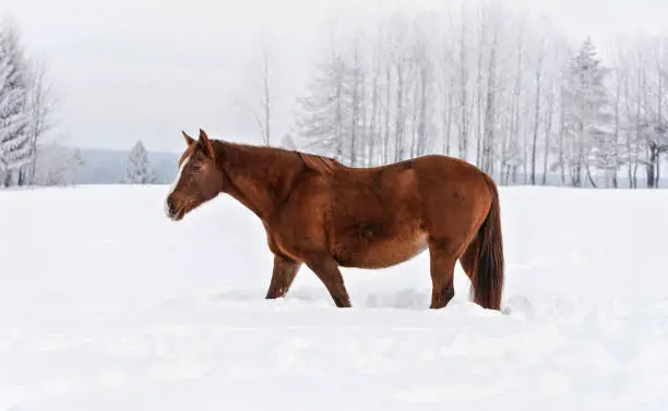 Brown horse wading through snow in winter, blurred trees in background, side view