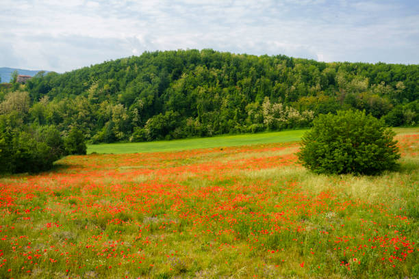 istock Rural landscape near Rivalta Trebbia, Emilia-Romagna, at May 1343791277