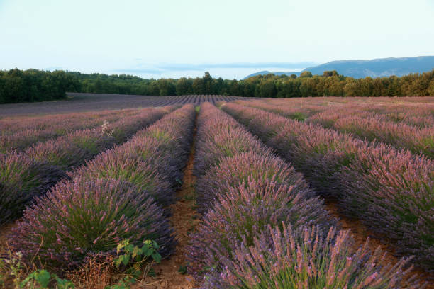 istock lavender fields in provence france 1343792480