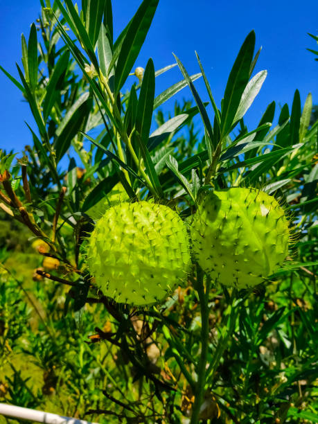 Gomphocarpus physocarpus Gomphocarpus physocarpus - Butterfly Flower, Hairy Balls, Swan Plant gomphocarpus physocarpus stock pictures, royalty-free photos & images