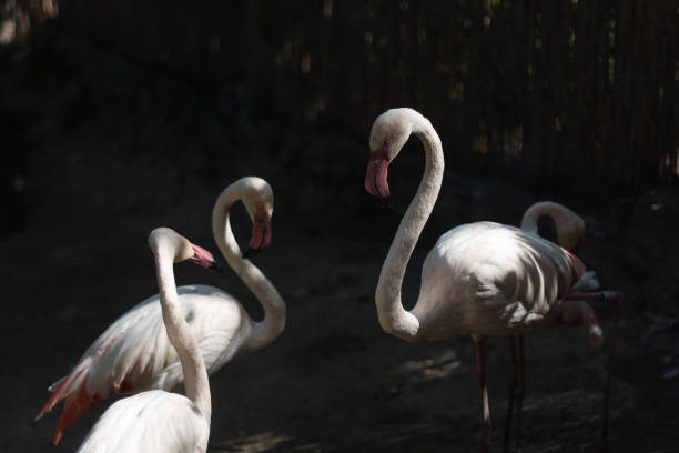 Lots of Flamingo