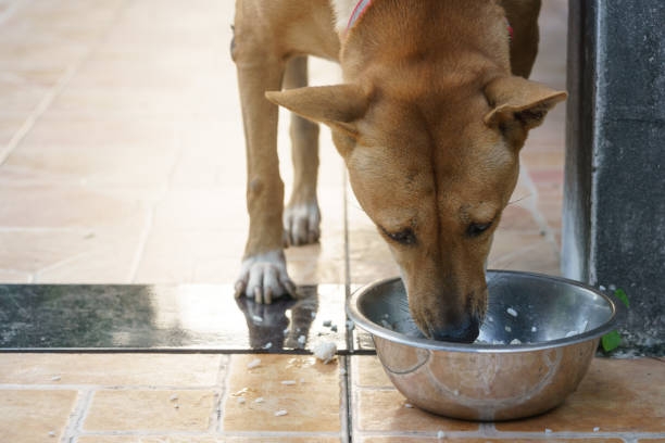 istock A dog is eating food 1343799077