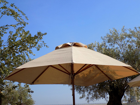 Parasol and olive trees