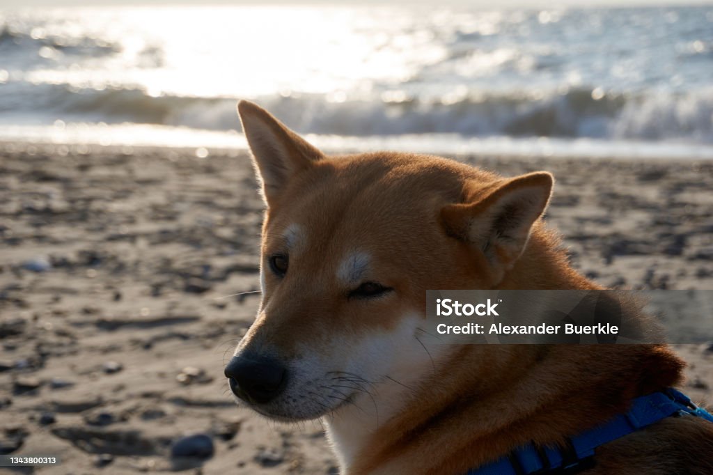 portrait of a sesame shiba inu dog on the beach Dogecoin Stock Photo