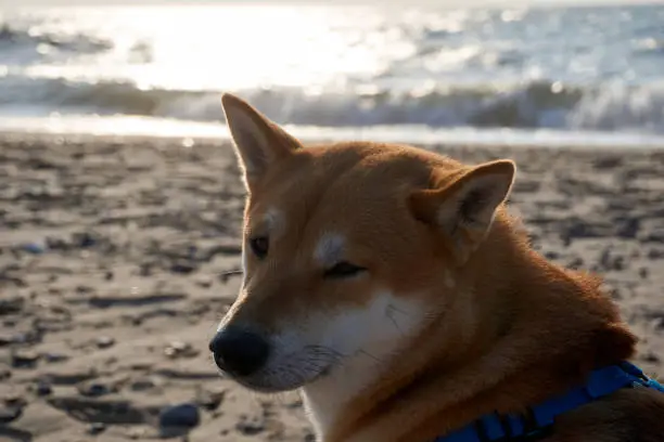 portrait of a sesame shiba inu dog on the beach