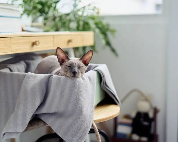 Adorable lovely little bald gray sphynx kitten sleeping in box on coffee table. Horizontal of cat having rest, sleeping during day. Natural light. Blurred background