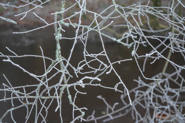 istock Close up of frost covered branches 1343801668