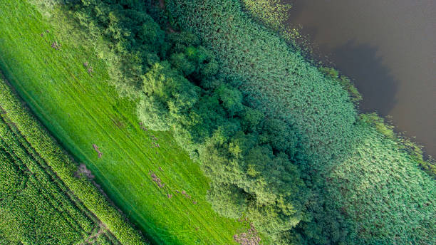 istock Different types of vegetation: Lake, water lilies, reed, trees 1343802263